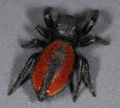 Phidippus johnsoni (Widow Jumping Spider)