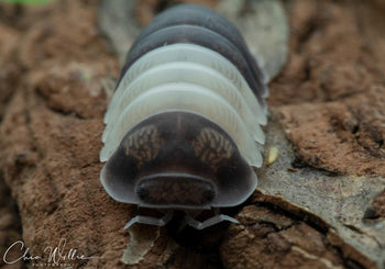 Cubaris sp 'Panda King' (Panda King Isopods)