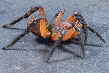 Liphistius yangae (Thailand Orange Trapdoor Spider)