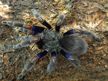 Euathlus truculentus blue, Chilean Blue Beauty tarantula, 1 to 1.5 inches.