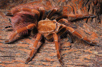 Pamphobeteus sp. 'Mascara' (Mascara Birdeater Tarantula) 1.5"