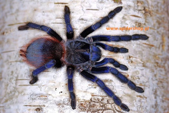Lasiocyano sazimai (Brazilian Blue Tarantula) 0.5"
