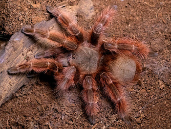 Nhandu tripepii (Brazilian Giant Blonde Tarantula) about 3"
