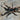 Neoholothele incei (Trinidad Olive Tarantula) 1.5-2"
