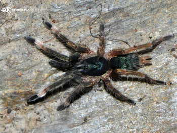 Neoholothele incei (Trinidad Olive Tarantula)