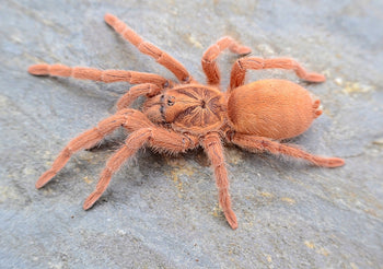 Neoholothele incei  (Trinidad Gold Morph Tarantula)
