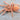 Neoholothele incei  (Trinidad Gold Morph Tarantula) 1"