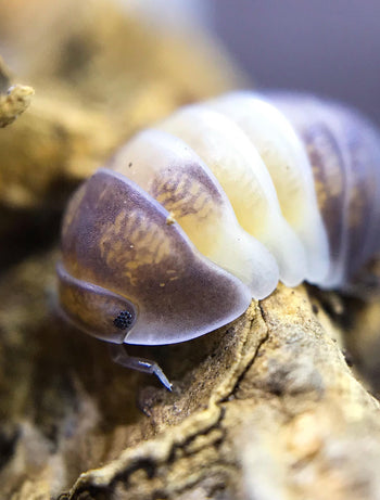 Cubaris sp 'Panda King' (Panda King Isopods)