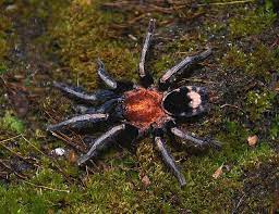 Cyriocosmus venezuelensis Tarantula 0.25"
