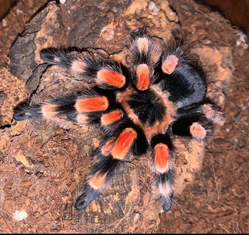 Brachypelma smithi, formerly annitha, Mexican Giant Red Knee tarantula, juvenile.