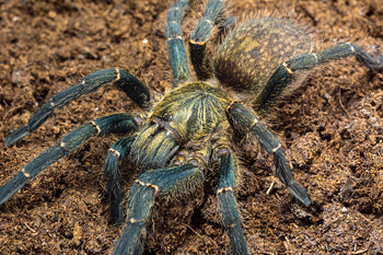 Harpactira marksi (Blue and Gold baboon Tarantula) 0.5"