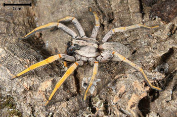 Hogna Schmitzi Spider