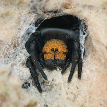 Eresus moravicus (Golden Face Velvet Spider)