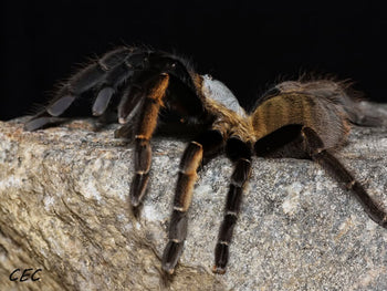 Ornithoctonus aureotibialis (Thailand Gold Fringe Tarantula) 1"