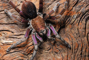 Pamphobeteus insignis (Colombian Purple Bloom Tarantula) (True Insignis) 1-1.5"