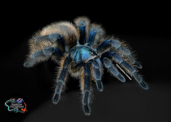 Aphonopelma mooreae, Mexican Jade Fuego tarantula.