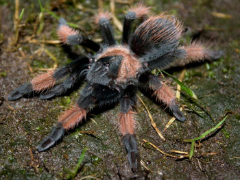 Brachypelma emilia (Mexican Red Leg Tarantula)