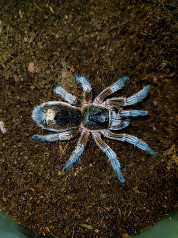 Euthalus metropolitina Tarantula FEMALE