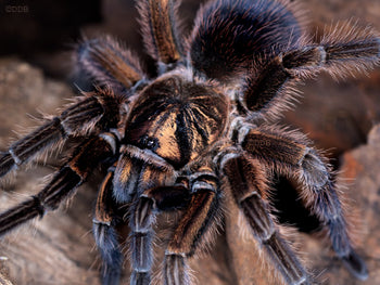 Phormictopus cancerides (Haitian Bronze Tarantula) 1"+