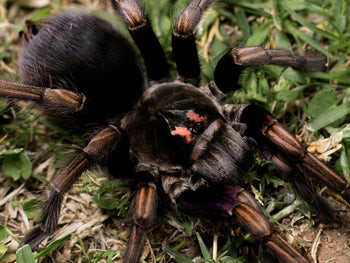 Pamphobeteus ultramarinus, Rainbow Bird Eater tarantula.
