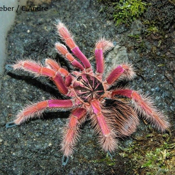 Pamphobeteus solaris Tarantula