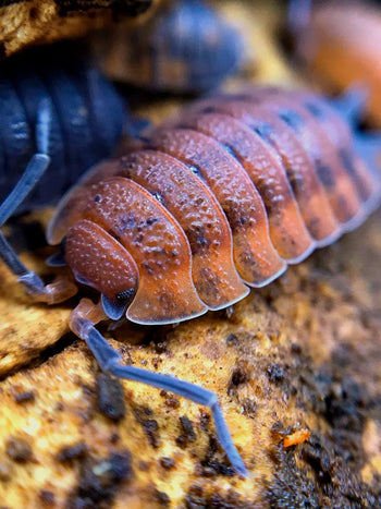 Porcellio scaber 'Lava' Isopods