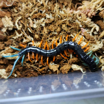 Scolopendra sp. Malaysian Jewel "Highland" Centipede