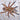 Idiothele mira (Bluefoot Trapdoor Baboon Tarantula) 0.5-0.75"
