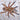 Idiothele mira, Bluefoot Trapdoor Baboon tarantula, 1 inch.