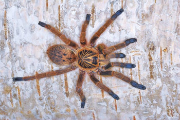 Idiothele mira, Bluefoot Trapdoor Baboon tarantula, adult female.