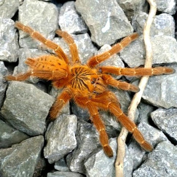 Pterinochilus murinus (Orange Baboon Tarantula) 0.75"