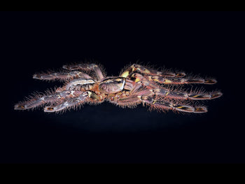 Poecilotheria ornata (Fringed Ornamental Tarantula) 1" (NC ONLY)