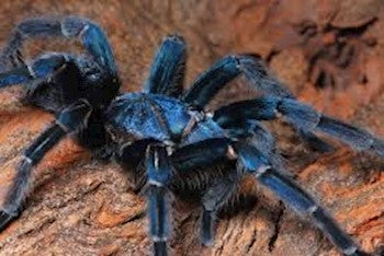 Phormictopus sp. 'Blue Azul' (Dominican Blue Bird Eater Tarantula) *VERY RARE*