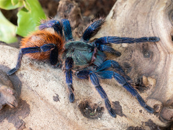 Chromatopelma cyaneopubescens (Green Bottle Blue Tarantula)