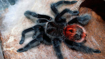 Grammostola iheringi (Entre Rios Tarantula) 1.25-1.5"