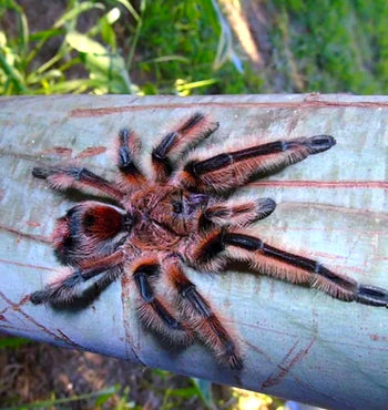 Phrixotrichus scrofa (Chilean Red Ocelot Tarantula)