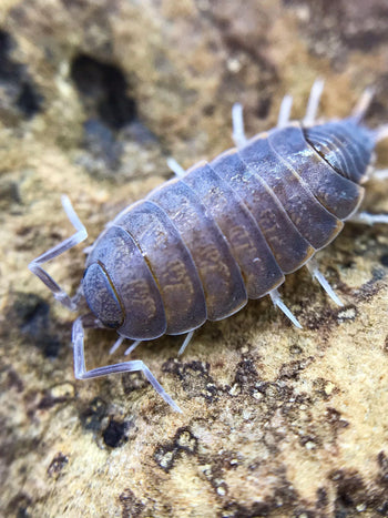Powder Blue Isopods (Porcellionoides pruinosus)