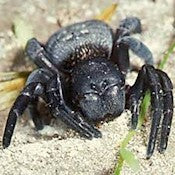 Gandanameno sp., African Black Velvet spider, subadult, 1 to 1.5 inches.