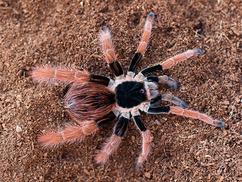 Megaphobema robustum (Colombian Giant Redleg Tarantula) about 1.5"