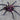 Xenesthis sp. Bright, Bright Beauty Bird Eater tarantula, female, 3.5 to 4 inches.
