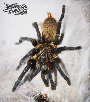 Pterinochilus lapalala (Gold Dust Baboon Tarantula) 0.5"