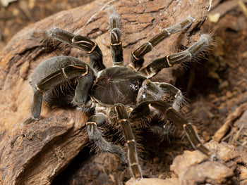 Hysterocrates gigas (Cameroon Red Baboon Tarantula) 1-1.5"
