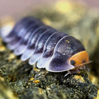 Cubaris sp. 'Pak Chong' Isopod