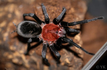 Bumba horrida (Brazilian Red Head Tarantula) 3.5-4" FEMALE