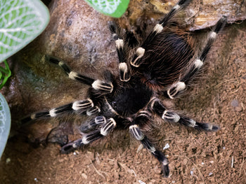 Acanthoscurria geniculata (Giant White Knee Tarantula) 0.5"