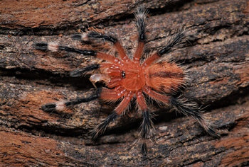 Kankuamo marquezi, Latin Fire-cracker tarantula, 2.5 to 3 inches.