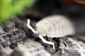 Powder Lottery Mix (Porcellionoides pruinosus) **4 color morphs included!**