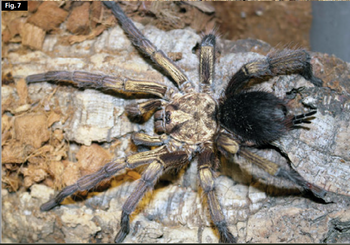Phormictopus auratus (Golden Bird Eater Tarantula) 2.5"