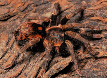 Hapalopus guerreroi (Speckle Patch Guerilla Tarantula) (Ex. vangoghi & sp. Guerilla) 0.25-0.5"