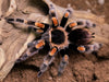 A close-up image of a Mexican Red Knee Tarantula (Brachypelma hamorii) with black and orange coloration